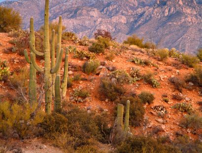 Looking towards the Santa Catalina Mountains of the Coronado National Forest, Oro Valley, Tucson, Arizona.